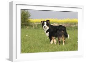 Australian Shepherd 06-Bob Langrish-Framed Photographic Print