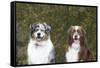 Australian Shepherd 25-Bob Langrish-Framed Stretched Canvas