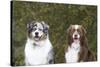 Australian Shepherd 25-Bob Langrish-Stretched Canvas