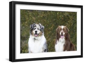 Australian Shepherd 25-Bob Langrish-Framed Premium Photographic Print