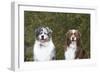 Australian Shepherd 25-Bob Langrish-Framed Premium Photographic Print