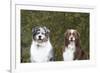 Australian Shepherd 25-Bob Langrish-Framed Photographic Print