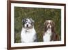 Australian Shepherd 25-Bob Langrish-Framed Photographic Print