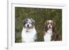 Australian Shepherd 25-Bob Langrish-Framed Photographic Print