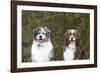 Australian Shepherd 25-Bob Langrish-Framed Photographic Print