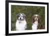 Australian Shepherd 25-Bob Langrish-Framed Photographic Print