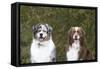 Australian Shepherd 25-Bob Langrish-Framed Stretched Canvas