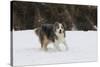 Australian Shepherd 31-Bob Langrish-Stretched Canvas