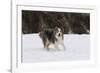 Australian Shepherd 31-Bob Langrish-Framed Photographic Print