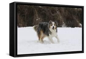 Australian Shepherd 31-Bob Langrish-Framed Stretched Canvas