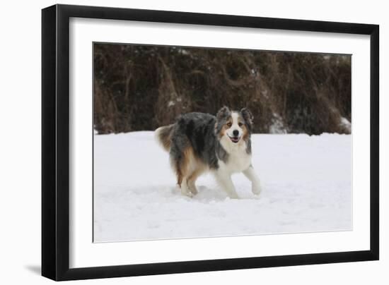 Australian Shepherd 31-Bob Langrish-Framed Photographic Print