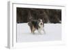 Australian Shepherd 31-Bob Langrish-Framed Photographic Print