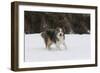 Australian Shepherd 31-Bob Langrish-Framed Premium Photographic Print