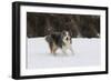 Australian Shepherd 31-Bob Langrish-Framed Premium Photographic Print