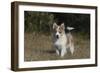 Australian Shepherd 32-Bob Langrish-Framed Premium Photographic Print