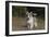 Australian Shepherd 32-Bob Langrish-Framed Premium Photographic Print