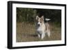 Australian Shepherd 32-Bob Langrish-Framed Premium Photographic Print