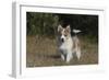 Australian Shepherd 32-Bob Langrish-Framed Premium Photographic Print