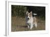Australian Shepherd 32-Bob Langrish-Framed Photographic Print