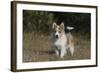 Australian Shepherd 32-Bob Langrish-Framed Photographic Print