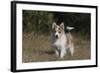 Australian Shepherd 32-Bob Langrish-Framed Photographic Print