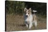 Australian Shepherd 32-Bob Langrish-Stretched Canvas