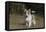 Australian Shepherd 32-Bob Langrish-Framed Stretched Canvas