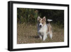 Australian Shepherd 32-Bob Langrish-Framed Photographic Print