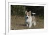 Australian Shepherd 32-Bob Langrish-Framed Photographic Print