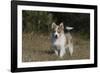 Australian Shepherd 32-Bob Langrish-Framed Photographic Print