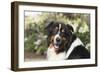 Australian Shepherd 36-Bob Langrish-Framed Premium Photographic Print