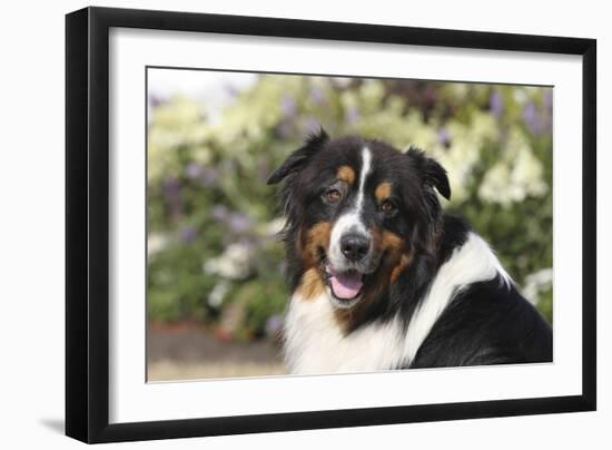 Australian Shepherd 36-Bob Langrish-Framed Premium Photographic Print