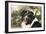 Australian Shepherd 36-Bob Langrish-Framed Premium Photographic Print