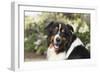 Australian Shepherd 36-Bob Langrish-Framed Premium Photographic Print