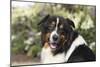 Australian Shepherd 36-Bob Langrish-Mounted Premium Photographic Print