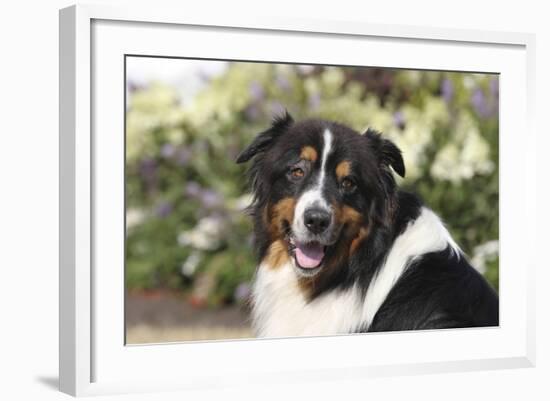 Australian Shepherd 36-Bob Langrish-Framed Photographic Print