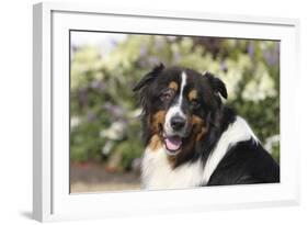 Australian Shepherd 36-Bob Langrish-Framed Photographic Print