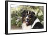 Australian Shepherd 36-Bob Langrish-Framed Photographic Print