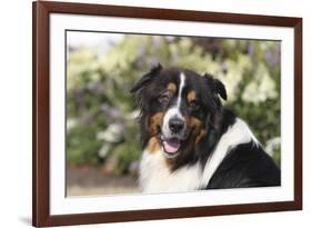 Australian Shepherd 36-Bob Langrish-Framed Photographic Print