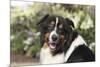 Australian Shepherd 36-Bob Langrish-Mounted Photographic Print