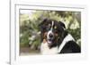 Australian Shepherd 36-Bob Langrish-Framed Photographic Print