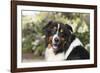 Australian Shepherd 36-Bob Langrish-Framed Photographic Print