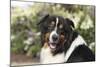 Australian Shepherd 36-Bob Langrish-Mounted Photographic Print