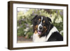 Australian Shepherd 36-Bob Langrish-Framed Photographic Print