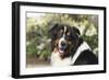 Australian Shepherd 36-Bob Langrish-Framed Photographic Print