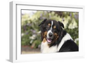 Australian Shepherd 36-Bob Langrish-Framed Photographic Print