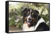 Australian Shepherd 36-Bob Langrish-Framed Stretched Canvas