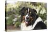 Australian Shepherd 36-Bob Langrish-Stretched Canvas