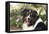 Australian Shepherd 36-Bob Langrish-Framed Stretched Canvas