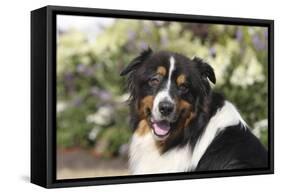 Australian Shepherd 36-Bob Langrish-Framed Stretched Canvas